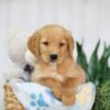 Image of Taylor, a Golden Retriever puppy