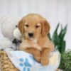 Image of Taylor, a Golden Retriever puppy