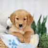 Image of Taylor, a Golden Retriever puppy