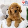 Image of Tena, a Golden Retriever puppy