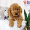 Image of Tena, a Golden Retriever puppy