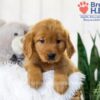 Image of Tena, a Golden Retriever puppy