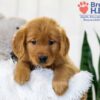 Image of Tena, a Golden Retriever puppy