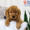 Image of Tena, a Golden Retriever puppy