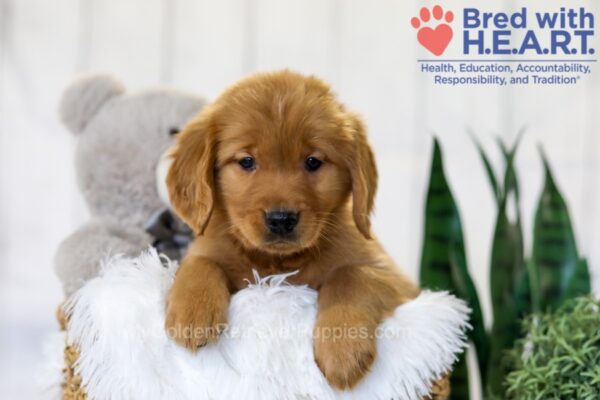 Image of Tena, a Golden Retriever puppy