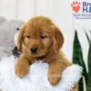 Image of Tena, a Golden Retriever puppy