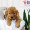 Image of Tena, a Golden Retriever puppy