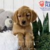 Image of Tessa, a Golden Retriever puppy