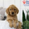 Image of Tessa, a Golden Retriever puppy