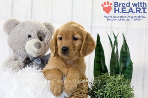 Image of Tessa, a Golden Retriever puppy