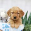 Image of Thea, a Golden Retriever puppy