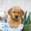 Image of Thea, a Golden Retriever puppy