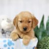 Image of Thea, a Golden Retriever puppy