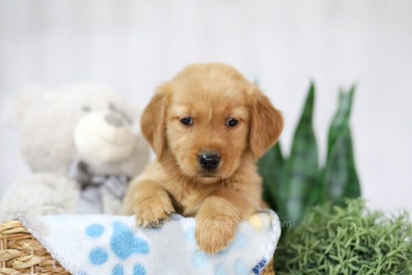 Image of Thea, a Golden Retriever puppy