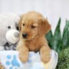 Image of Thea, a Golden Retriever puppy