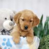 Image of Thea, a Golden Retriever puppy