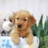 Image of Thea, a Golden Retriever puppy