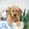 Image of Thea, a Golden Retriever puppy