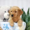 Image of Thea, a Golden Retriever puppy