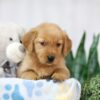 Image of Thea, a Golden Retriever puppy