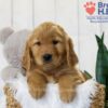 Image of Theo, a Golden Retriever puppy