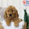 Image of Theo, a Golden Retriever puppy