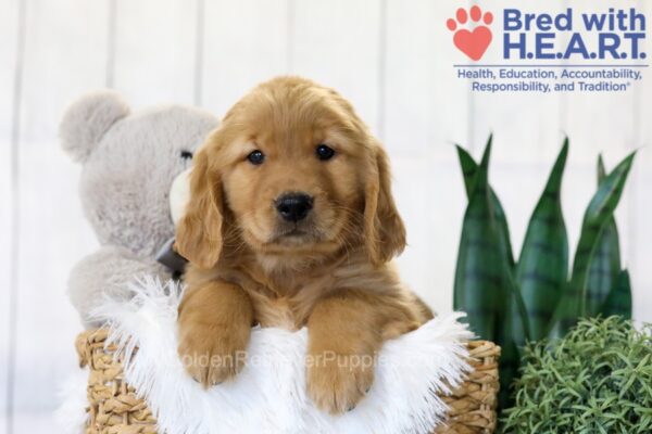 Image of Theo, a Golden Retriever puppy