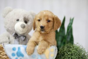 Image of Toby, a Golden Retriever puppy