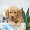 Image of Tori, a Golden Retriever puppy