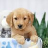 Image of Tori, a Golden Retriever puppy