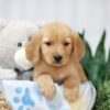 Image of Tori, a Golden Retriever puppy