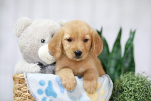 Image of Tori, a Golden Retriever puppy