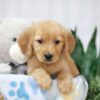 Image of Tori, a Golden Retriever puppy