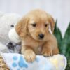 Image of Tori, a Golden Retriever puppy