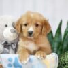 Image of Trey, a Golden Retriever puppy