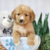 Image of Trey, a Golden Retriever puppy