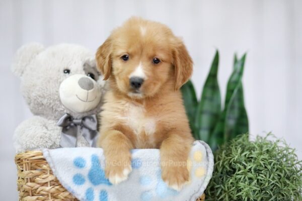 Image of Trey, a Golden Retriever puppy