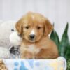 Image of Trey, a Golden Retriever puppy