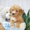 Image of Trey, a Golden Retriever puppy