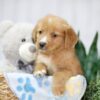 Image of Trey, a Golden Retriever puppy