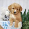 Image of Trey, a Golden Retriever puppy