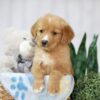 Image of Trey, a Golden Retriever puppy