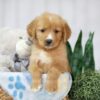 Image of Trey, a Golden Retriever puppy