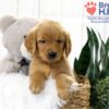 Image of Tristan, a Golden Retriever puppy