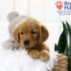 Image of Tristan, a Golden Retriever puppy