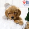 Image of Tristan, a Golden Retriever puppy