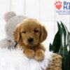 Image of Tristan, a Golden Retriever puppy