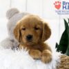 Image of Tristan, a Golden Retriever puppy