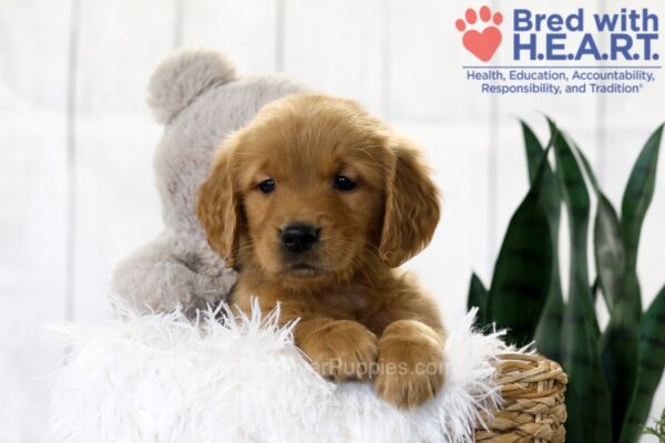 Image of Tristan, a Golden Retriever puppy