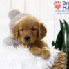 Image of Tristan, a Golden Retriever puppy